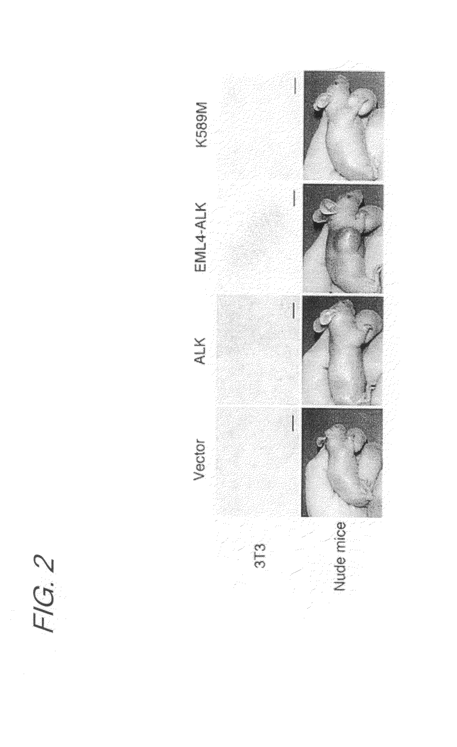 Di(arylamino)aryl compound