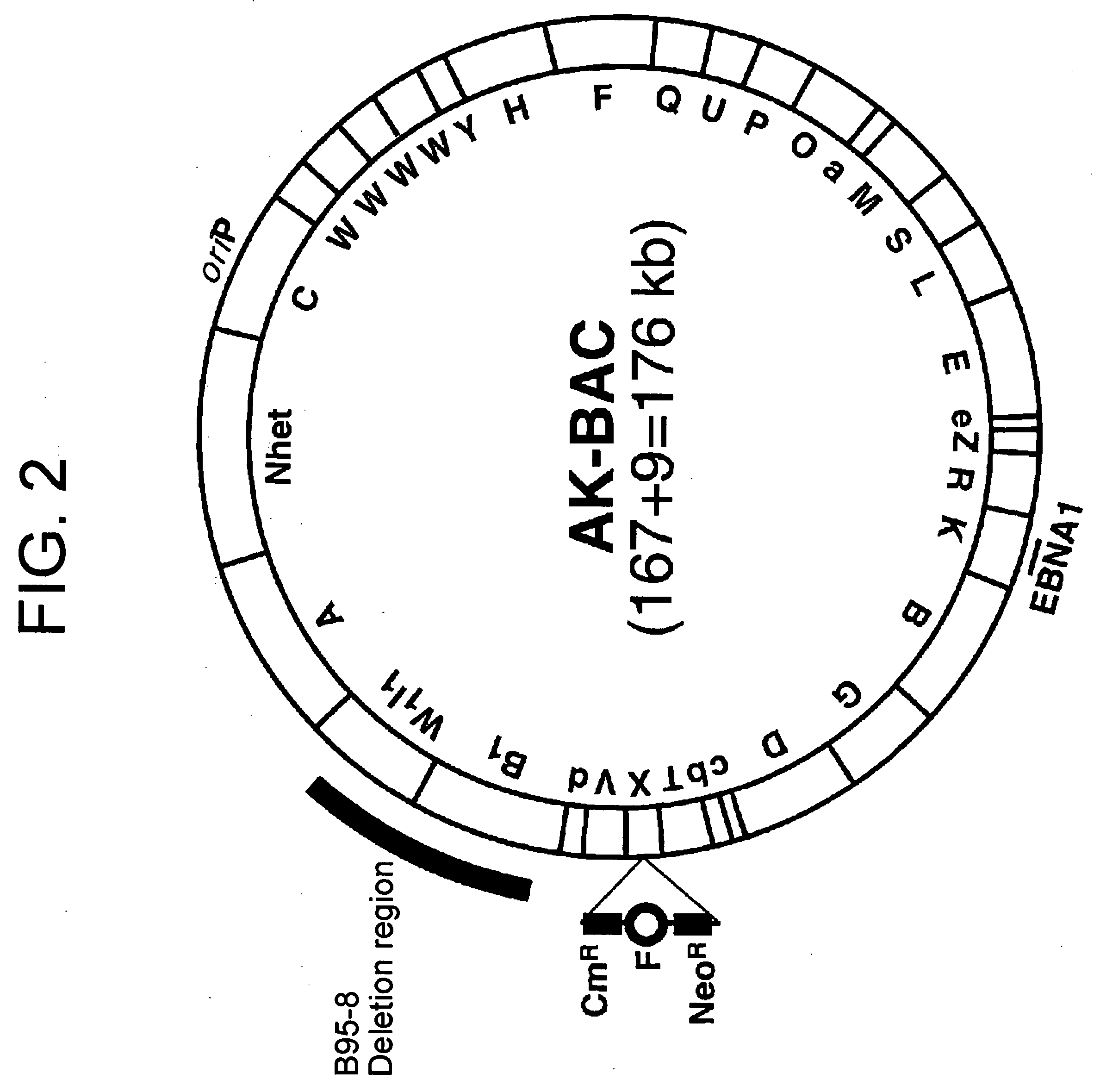 Double-stranded cyclic dna capable of proliferating as a bacterial e coli chromosome