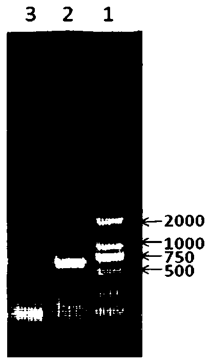 Triple inactivated vaccine for pigs and preparation method and application thereof