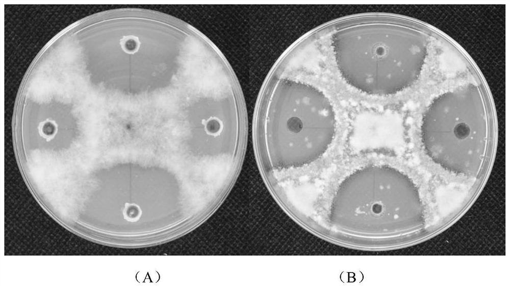 A comprehensive prevention and control method of dragon fruit brown rot based on precision pesticide application and its application