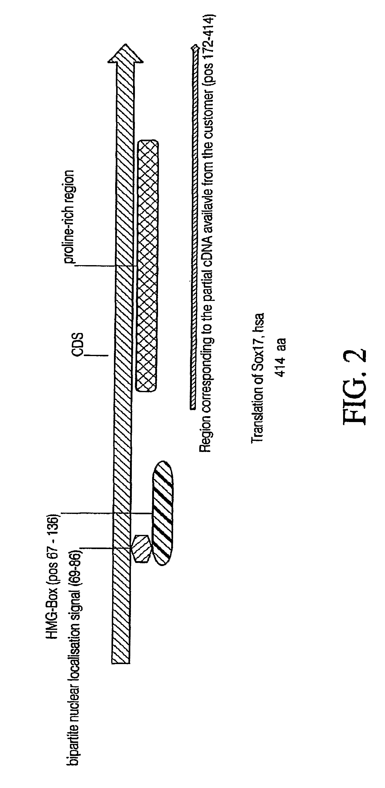 Markers of definitive endoderm