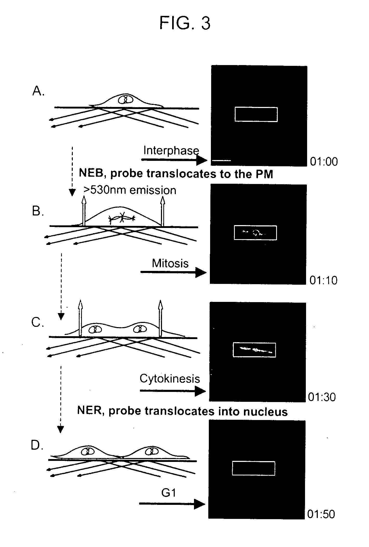 Live-cell biosensor polypeptides and methods of use