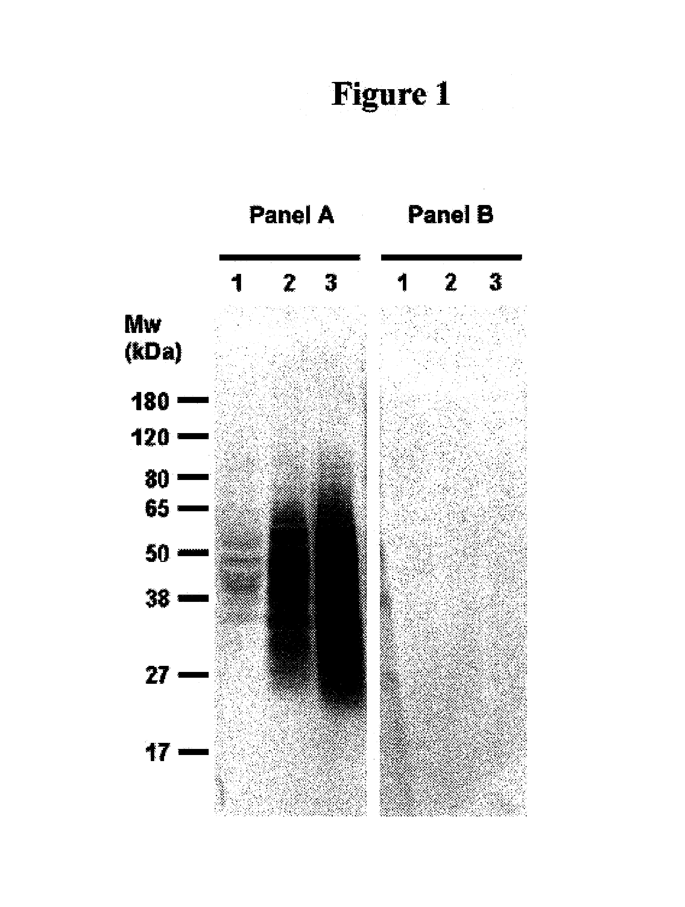 Cytotoxicity mediation of cells evidencing surface expression of CD63