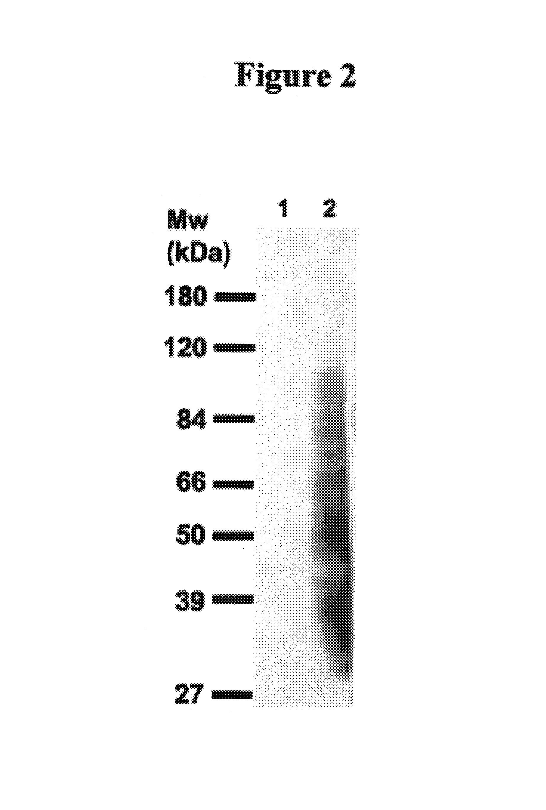 Cytotoxicity mediation of cells evidencing surface expression of CD63