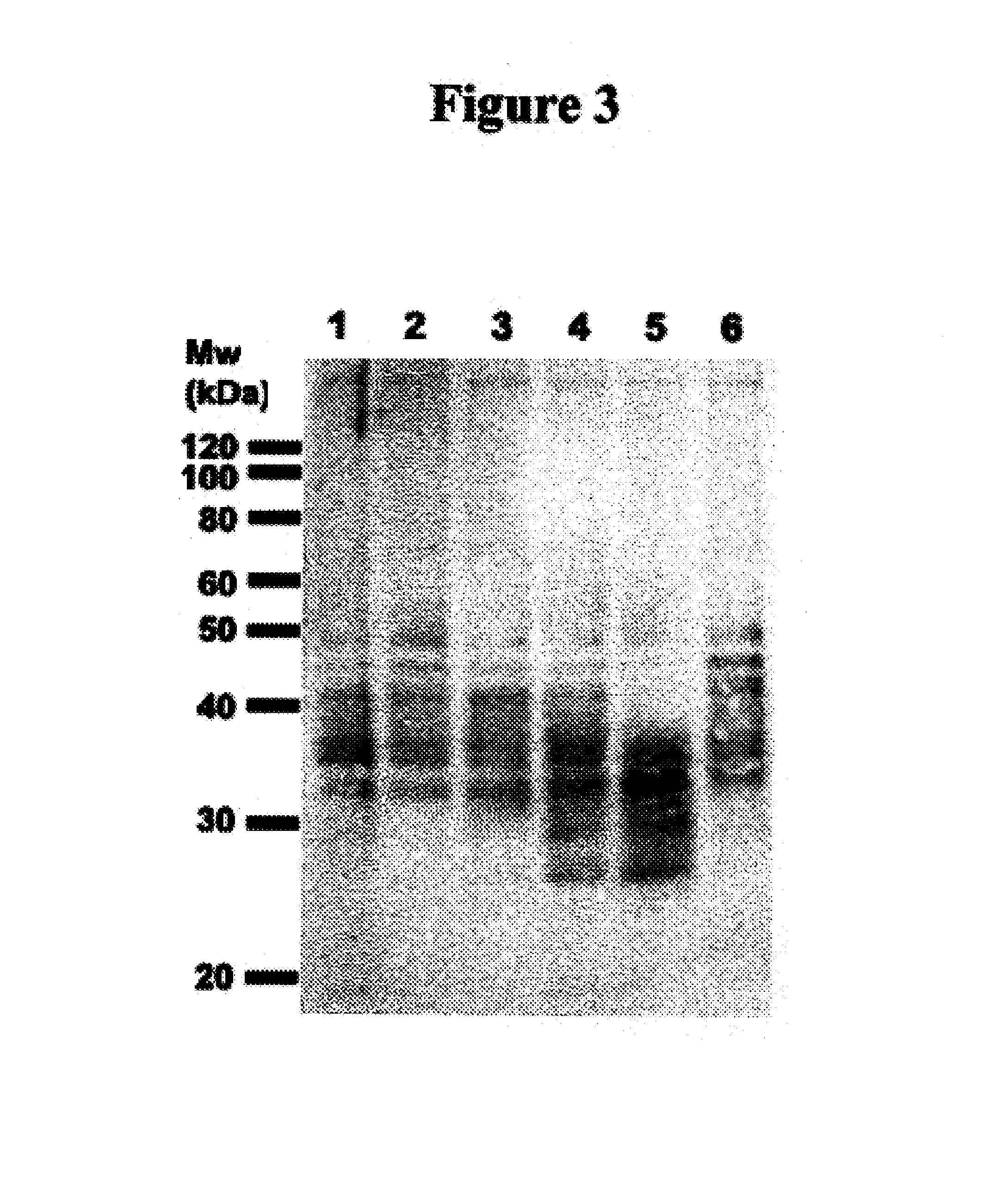 Cytotoxicity mediation of cells evidencing surface expression of CD63