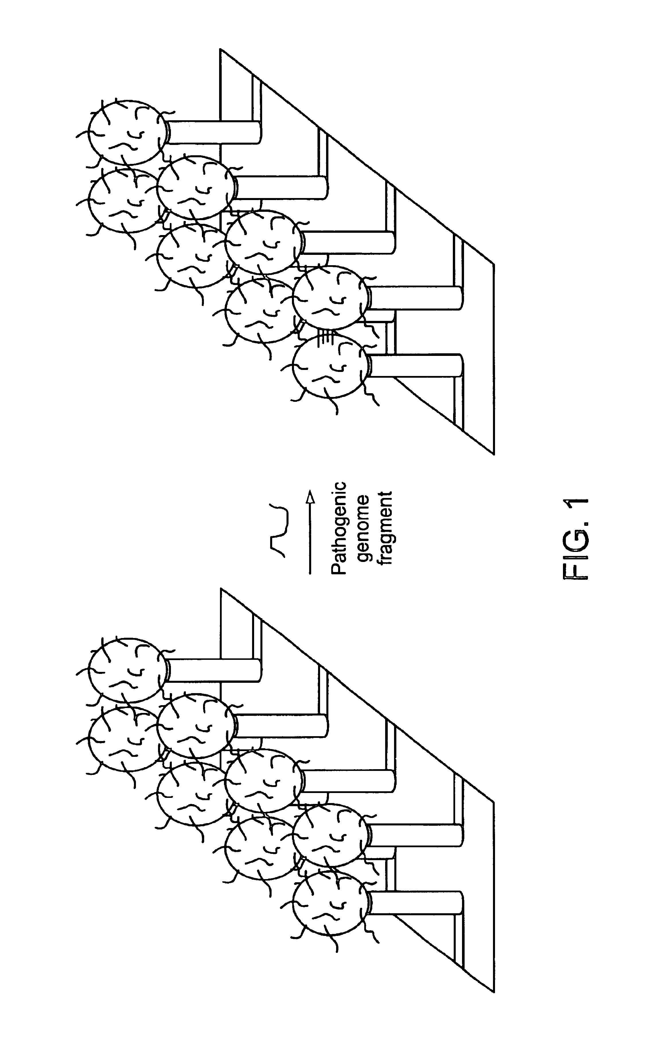 DNA-bridged carbon nanotube arrays