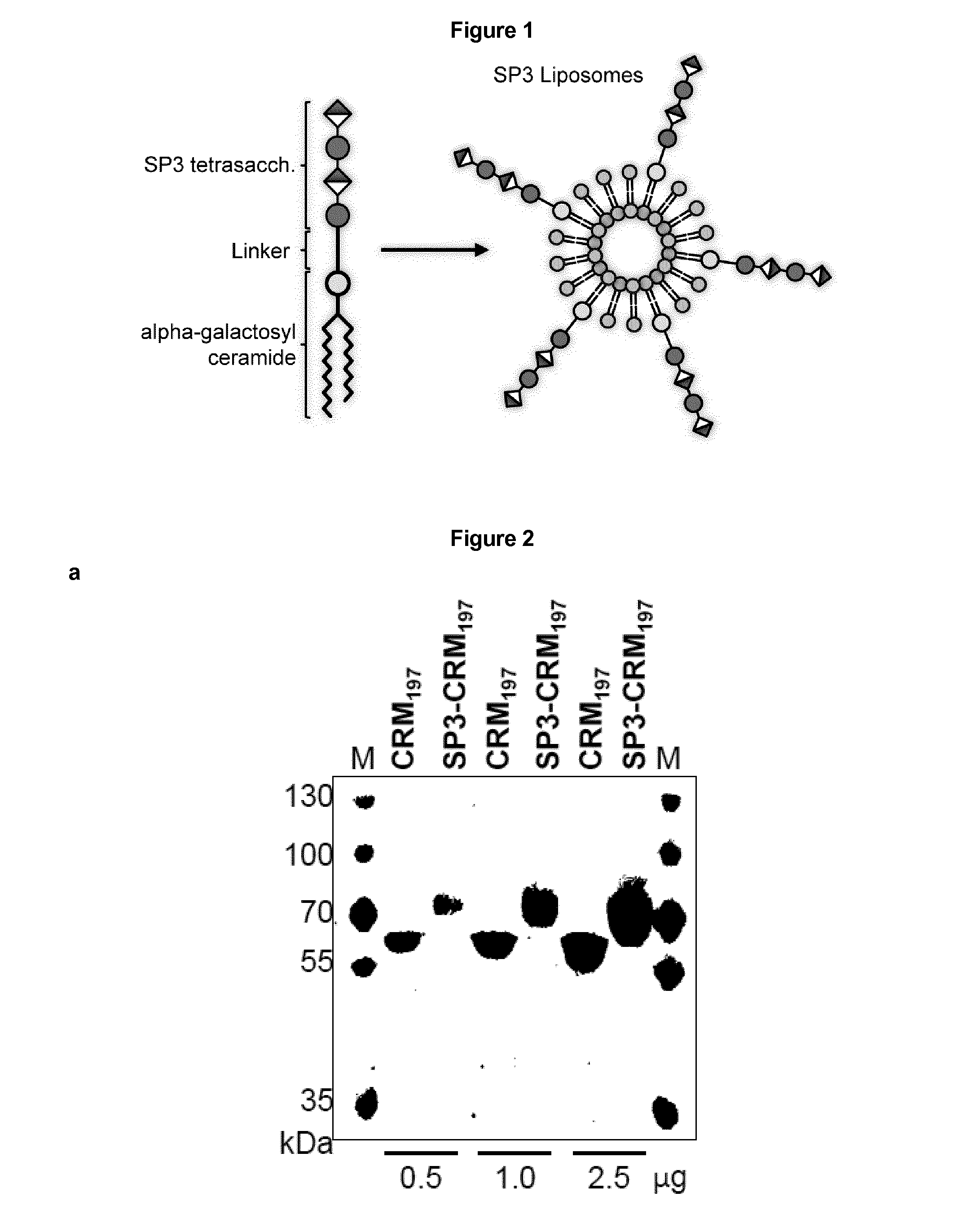 Protein and peptide-free synthetic vaccines against streptococcus pneumoniae type 3