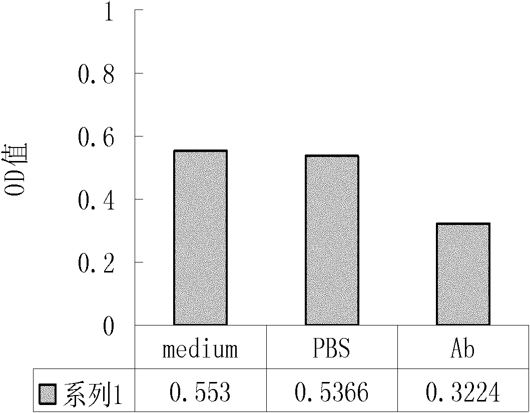 Preparation method and use of chimeric human anti-murine monoclonal antibody for inhibiting angiostatin acceptor