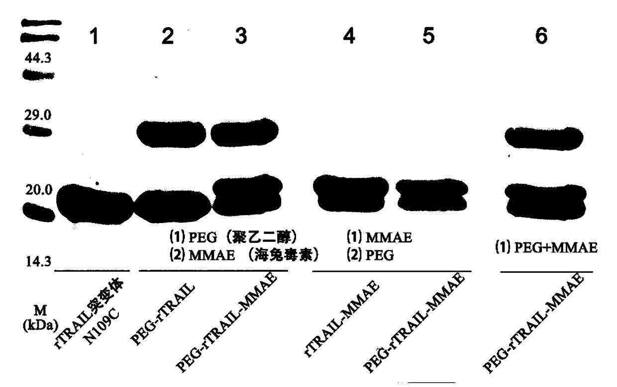 A kind of polyethylene glycol-rtrail mutant trimer-dolastatin conjugate and its preparation method and application