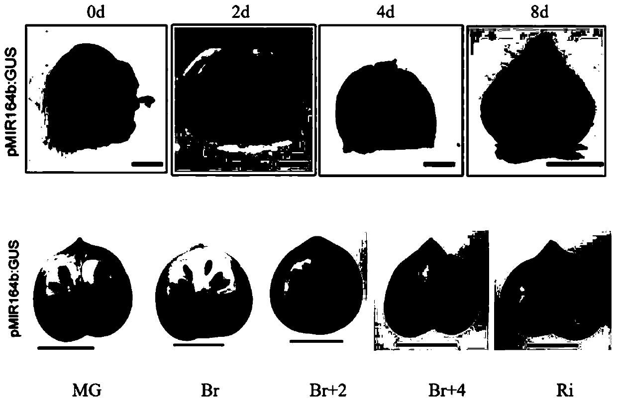 Application of functional molecular marker of tomato fruit development associated genes