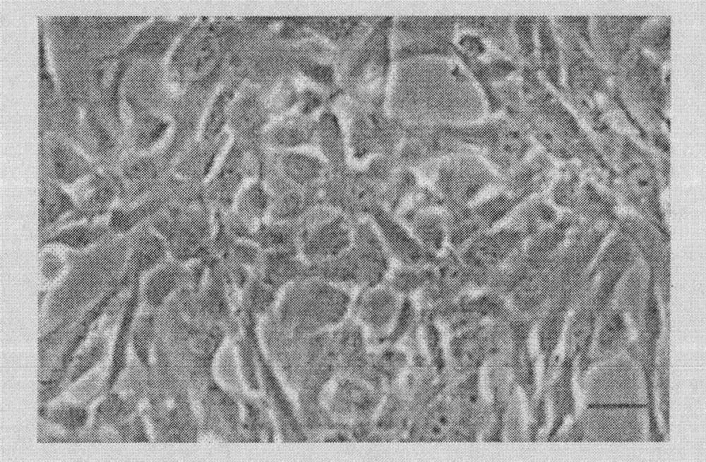 Selective medium of liver stem cells, method for selectively separating and amplifying liver stem cells, and medicinal composition for treating diabetes