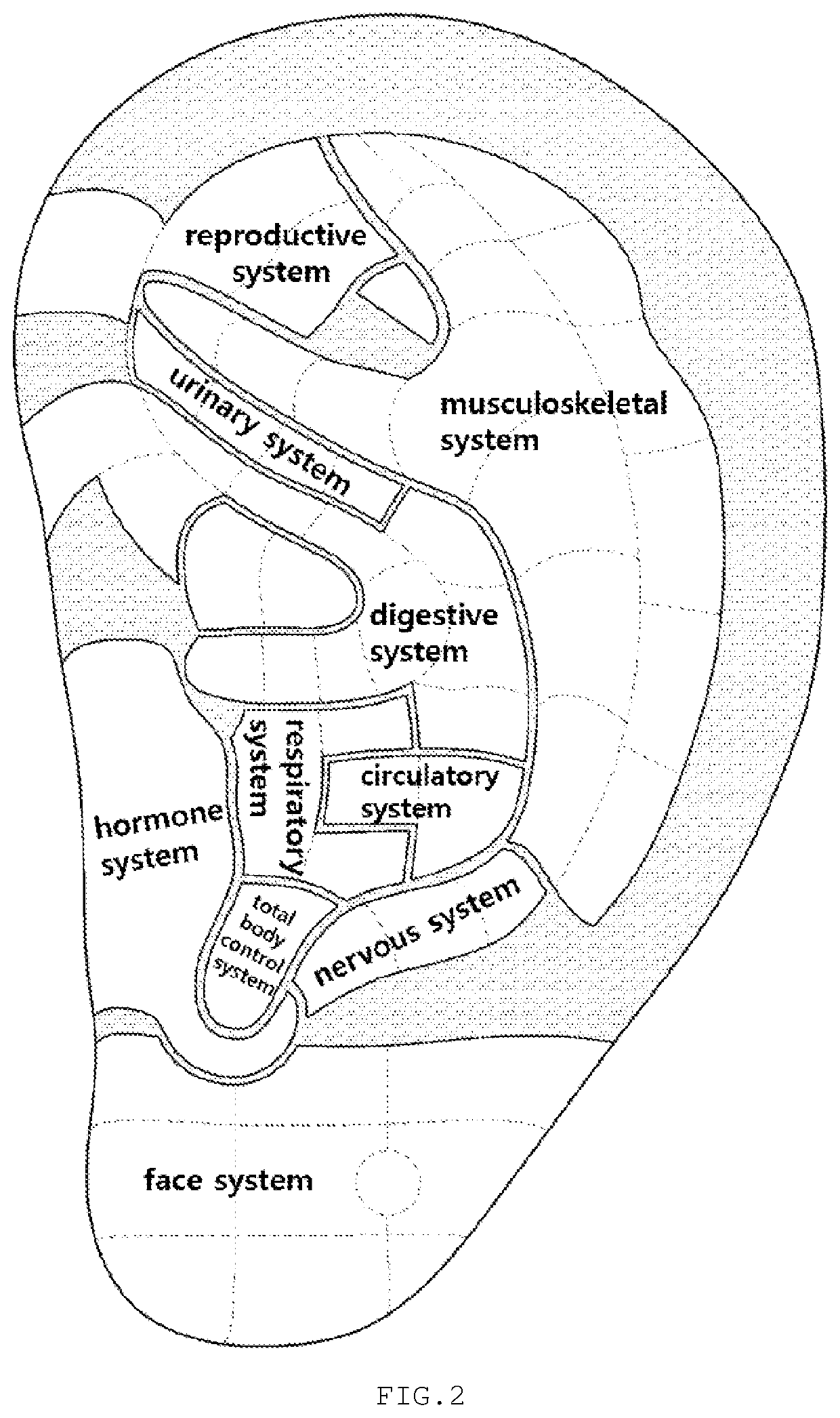 Auricular acupuncture patch to which "energy"-blood members are attached