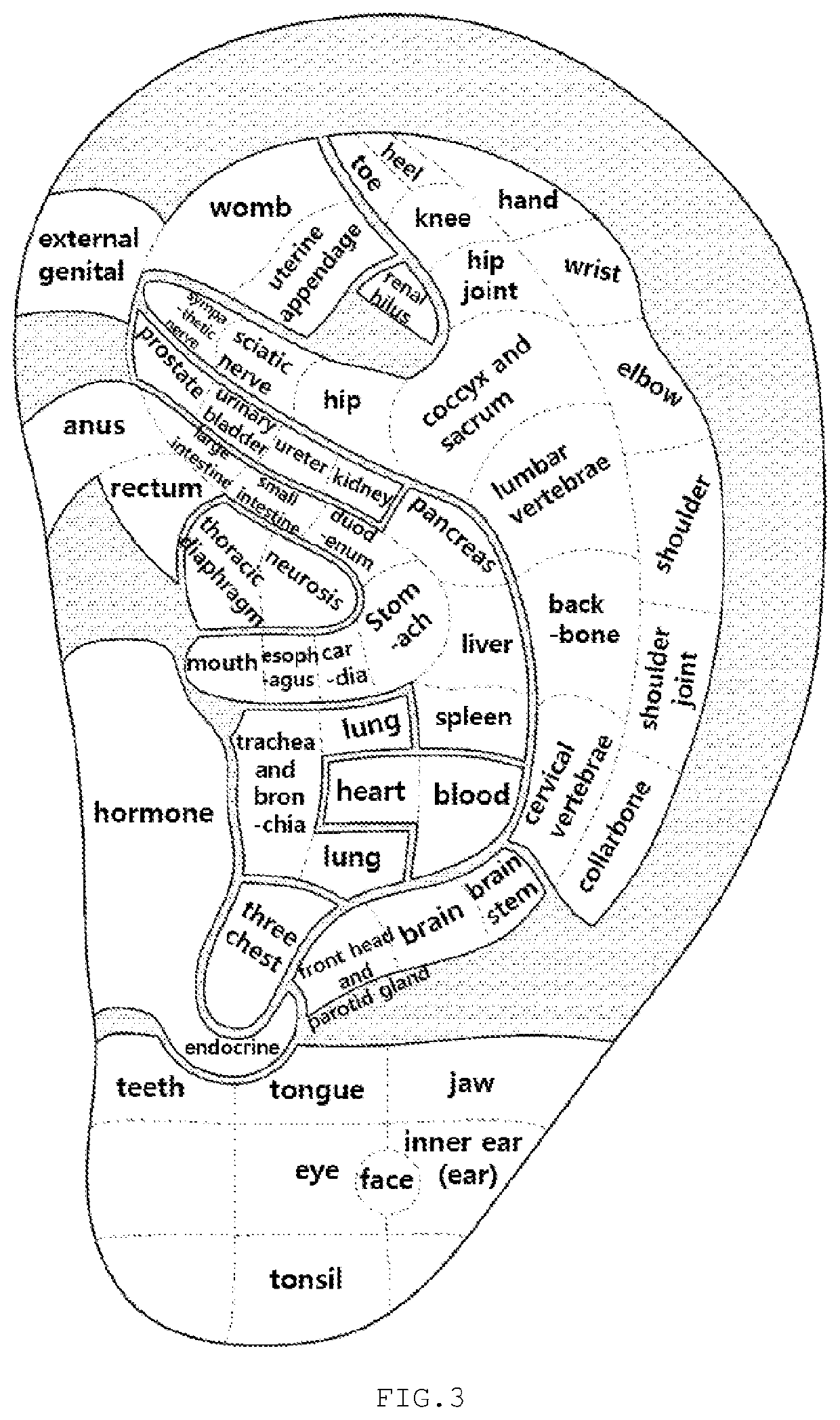 Auricular acupuncture patch to which "energy"-blood members are attached