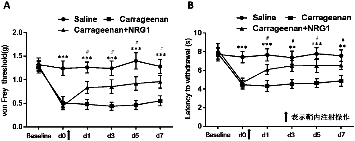 Application of neuregulin 1