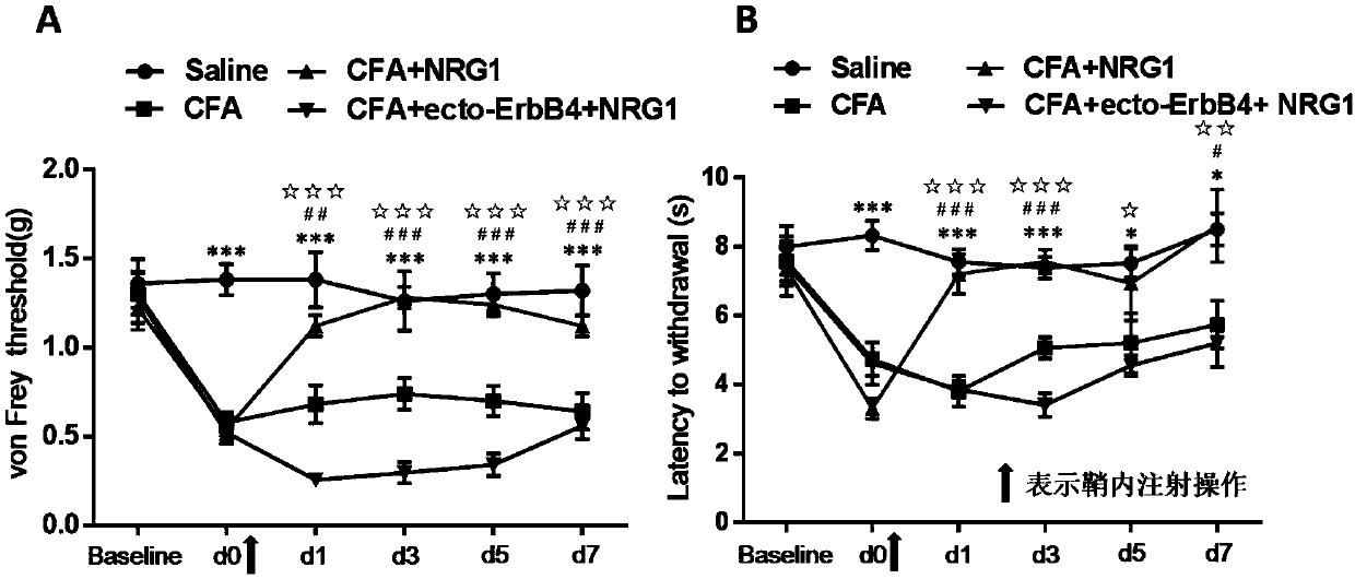 Application of neuregulin 1