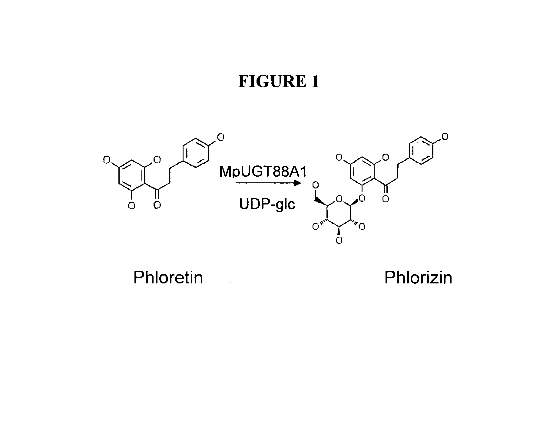 Phloretin glycosyltransferases, polynucleotides encoding these and methods of use