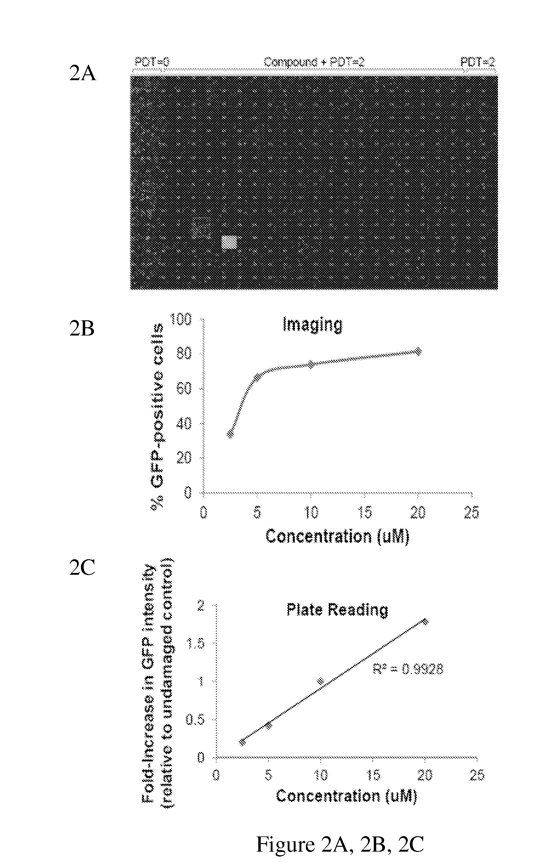 Modulaton of cellular DNA repair activity to intercept malignancy