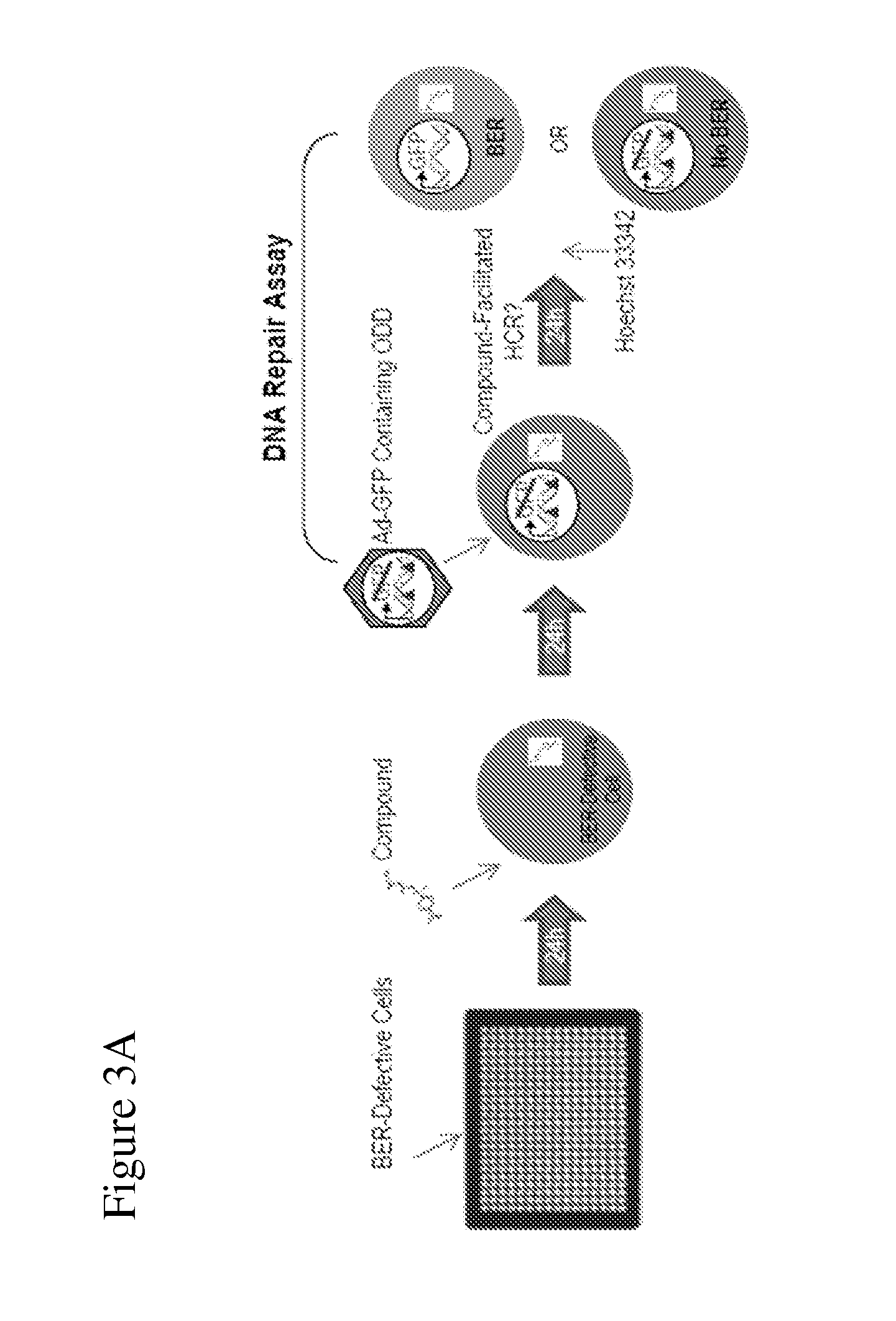 Modulaton of cellular DNA repair activity to intercept malignancy