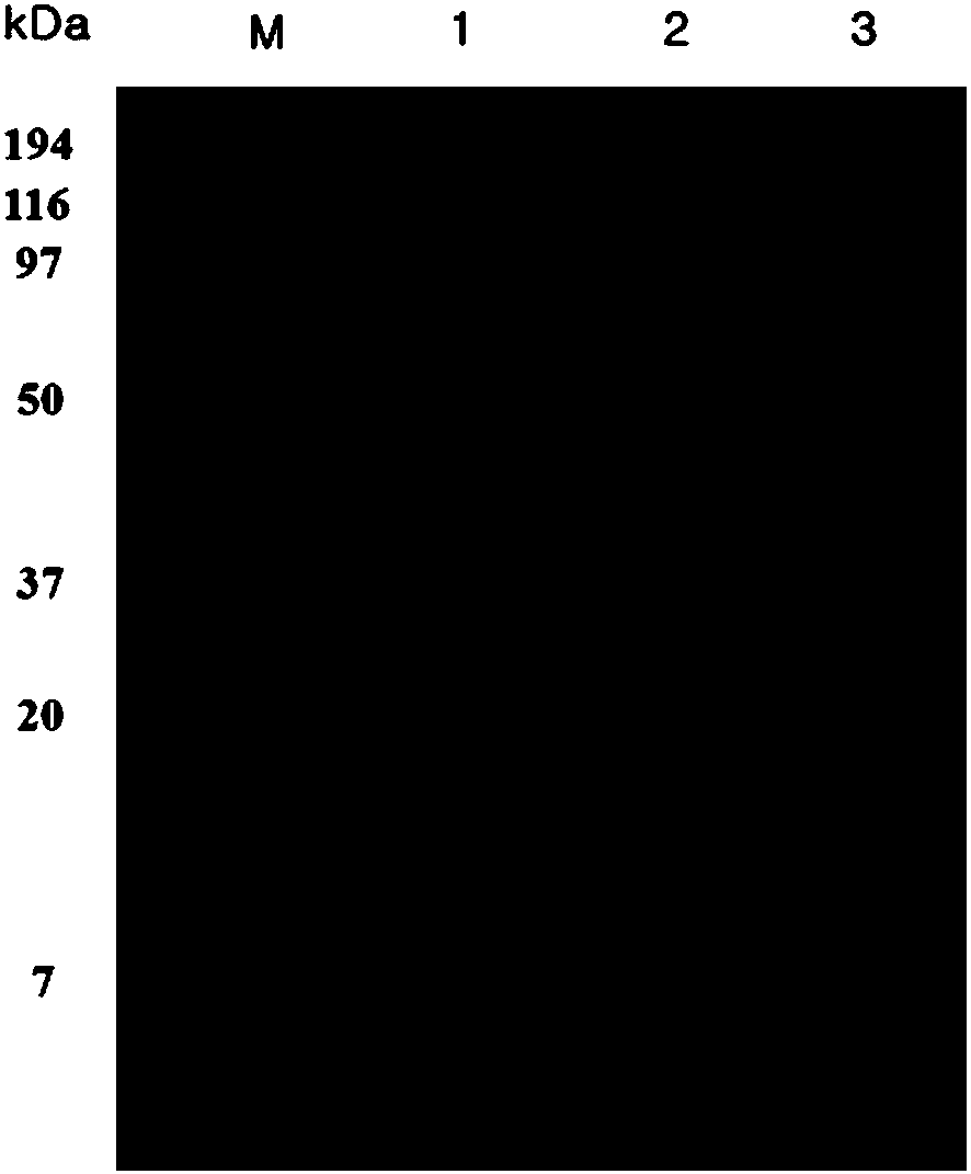 Bacillus thuringiensis YN108 with high toxicity to lepidopteran pests, culture method and application of bacillus thuringiensis YN108