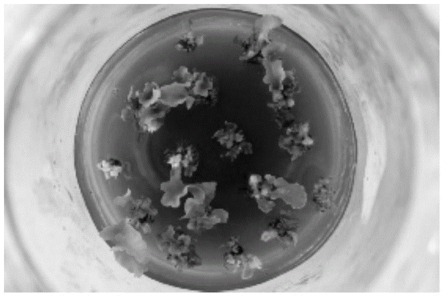 Radiation mutagenesis method of fern green spheroid with 60cor rays