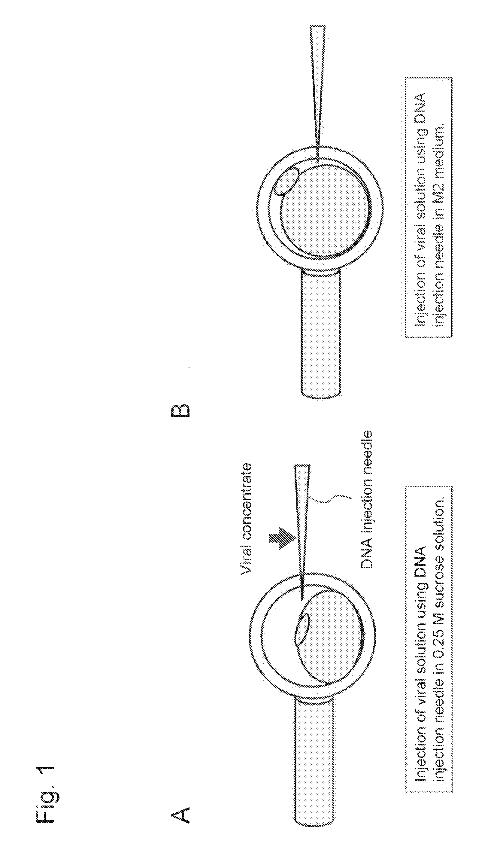 Method for introducing foreign gene into early embryo of primate animal and method for producing transgenic primate animal comprising such method