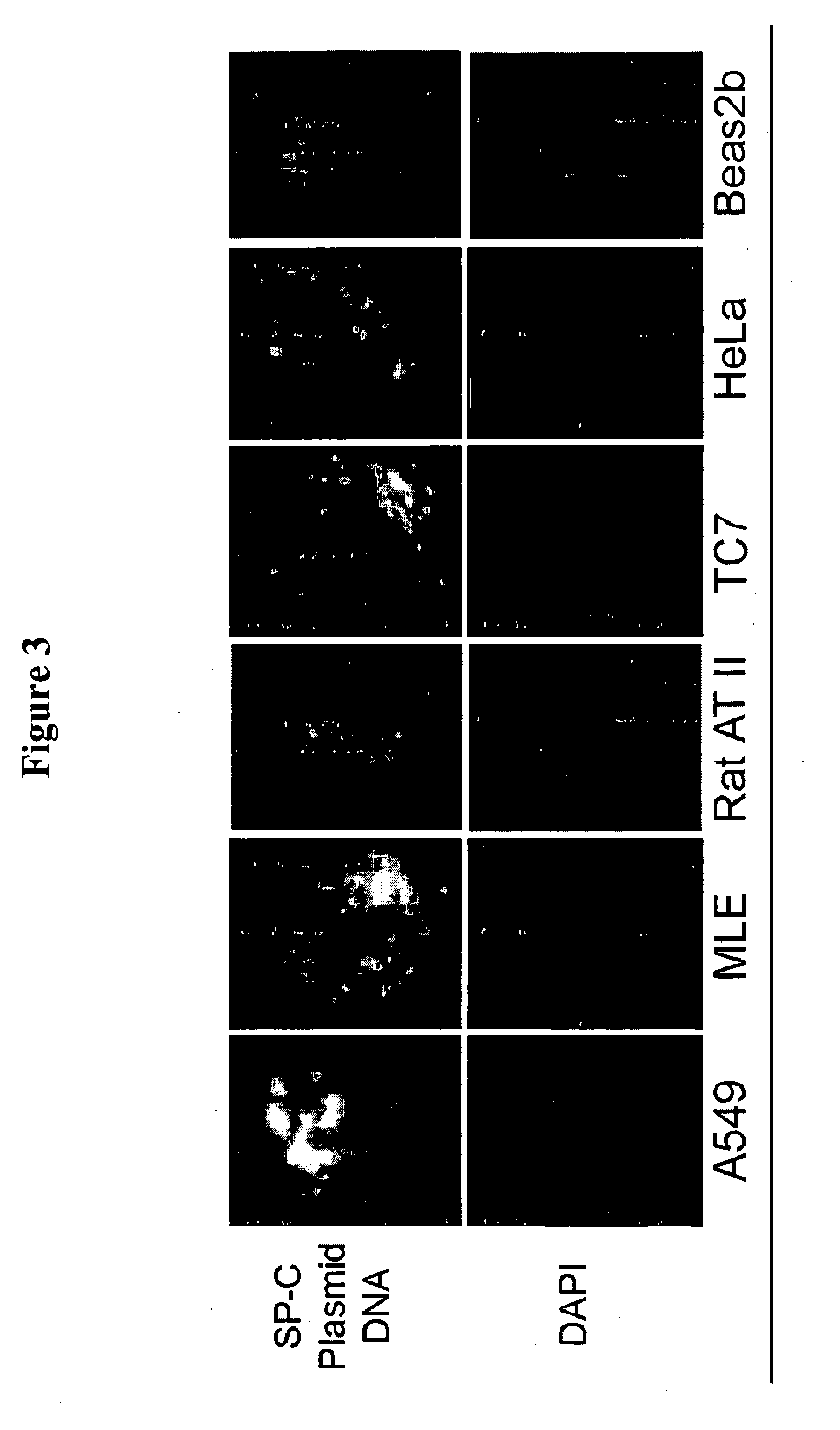 Methods and compositions for importing nucleic acids into cell nuclei