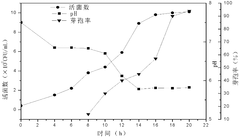 Direct vat set clostridium butyricum starter and preparation method thereof