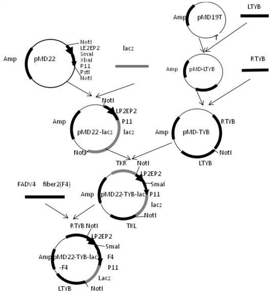 A recombinant fowlpox virus transfer vector expressing chicken type 4 adenovirus fiber2 gene and its construction method and application