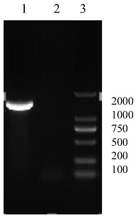 A recombinant fowlpox virus transfer vector expressing chicken type 4 adenovirus fiber2 gene and its construction method and application