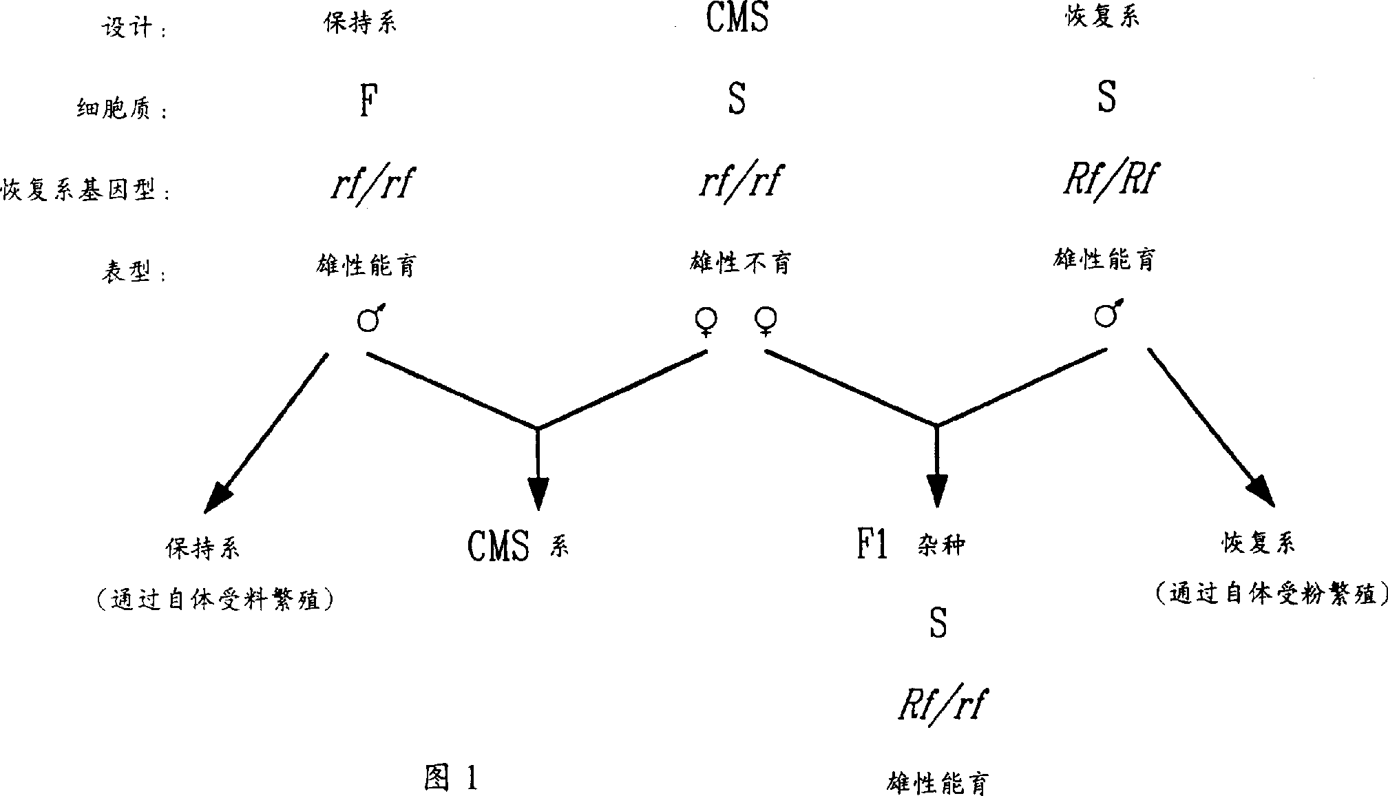 Method for enhancement of naturally occurring cytoplasmic male sterility and for restoration of male fertility and uses thereof in hybrid crop prodn.