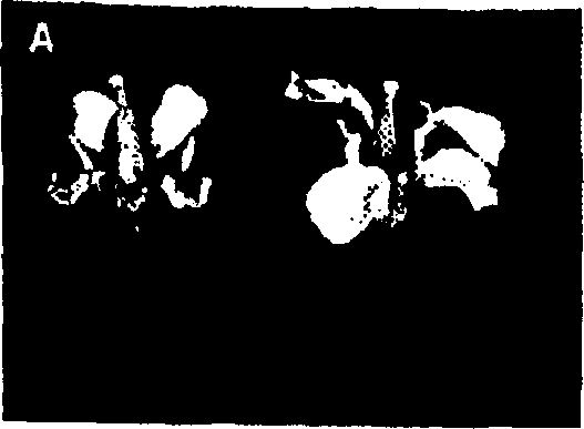 Method for enhancement of naturally occurring cytoplasmic male sterility and for restoration of male fertility and uses thereof in hybrid crop prodn.