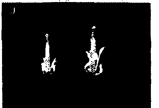 Method for enhancement of naturally occurring cytoplasmic male sterility and for restoration of male fertility and uses thereof in hybrid crop prodn.