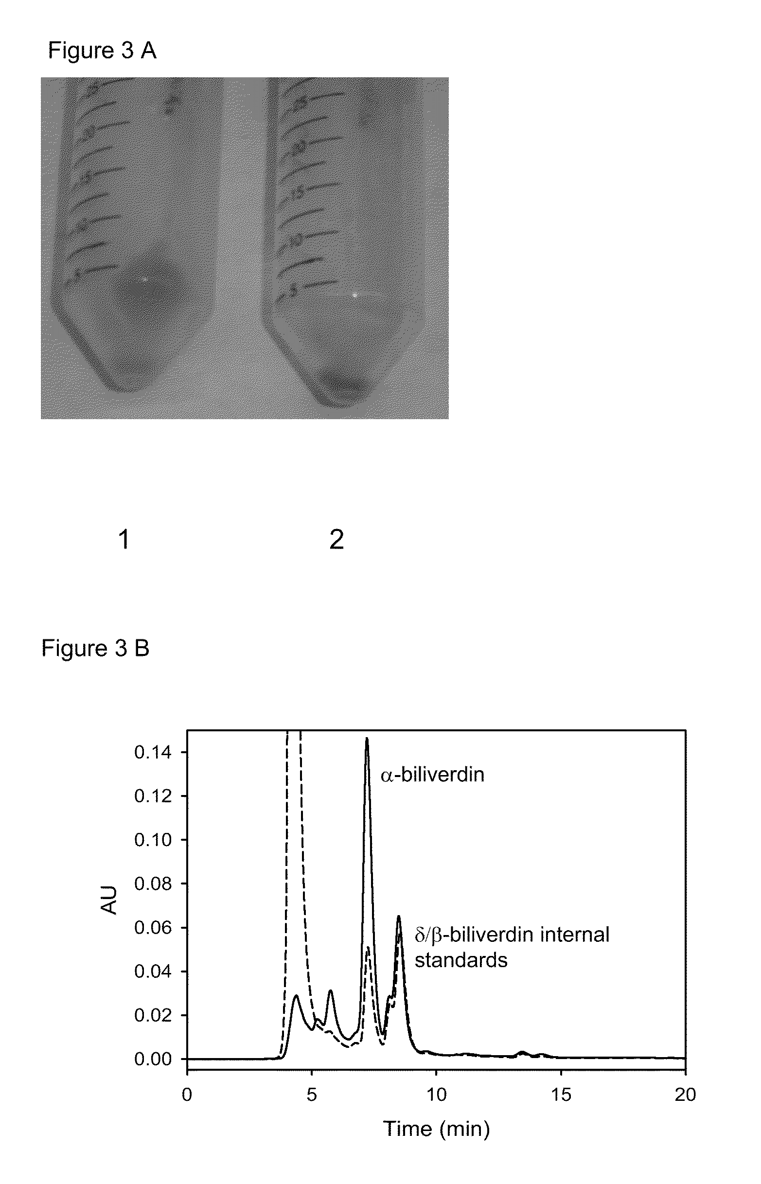 Heme oxygenase inhibitors, screening methods for heme oxygenase inhibitors and methods of use of heme oxygenase inhibitors for antimicrobial therapy