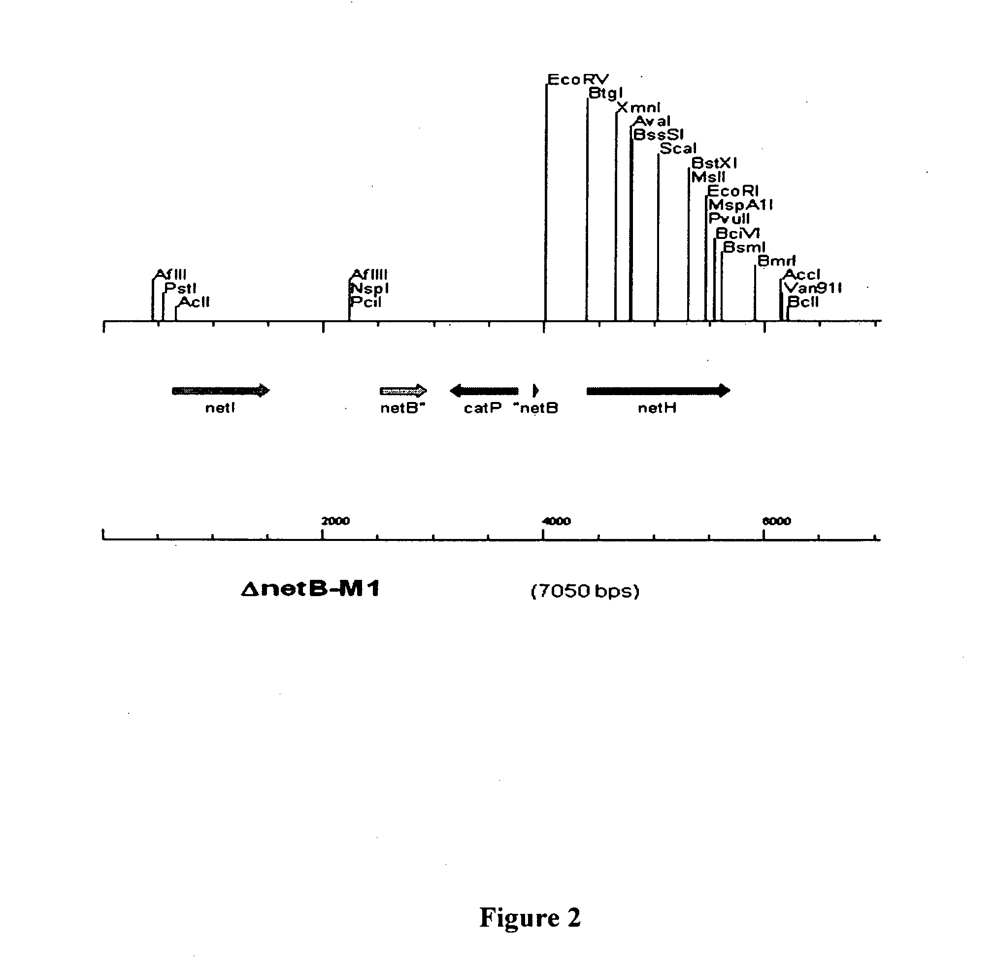 Clostridial toxin netb