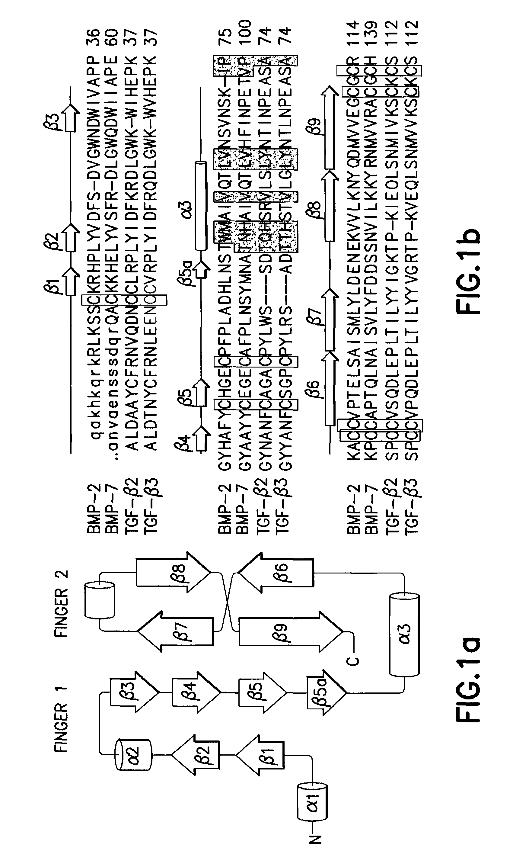 Non-activated polypeptides having a function of tissue regeneration and method for preparing the same