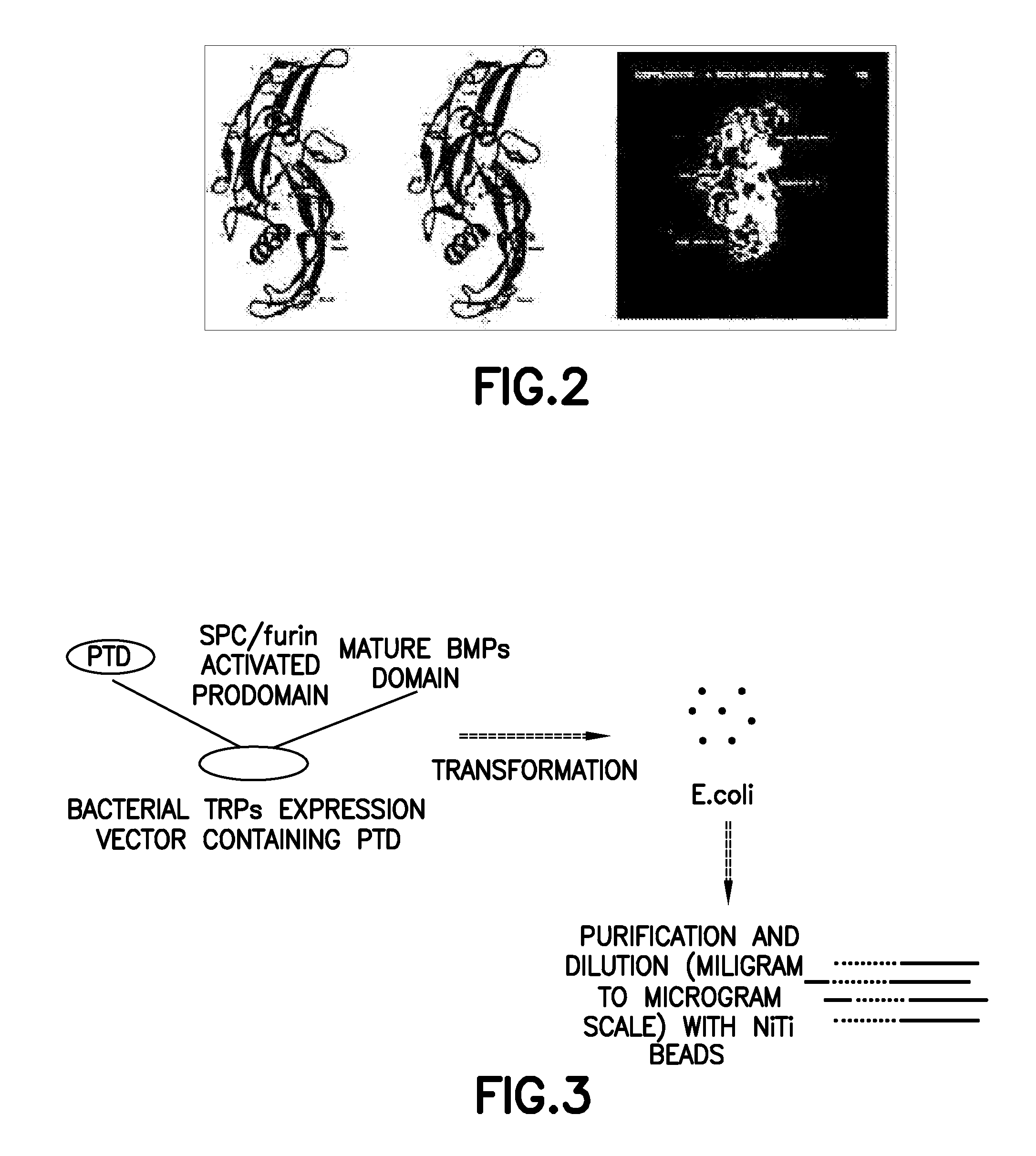 Non-activated polypeptides having a function of tissue regeneration and method for preparing the same