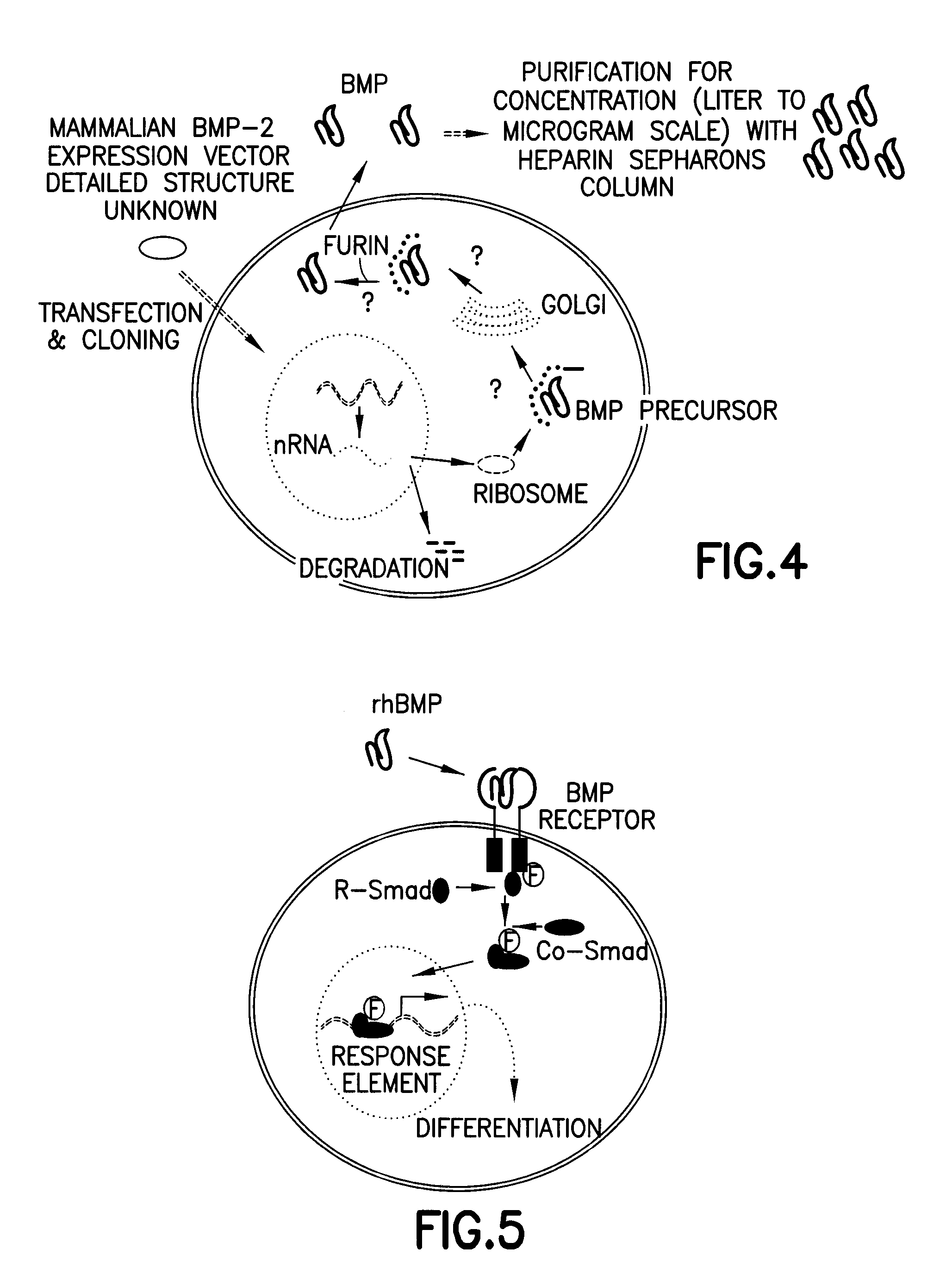 Non-activated polypeptides having a function of tissue regeneration and method for preparing the same