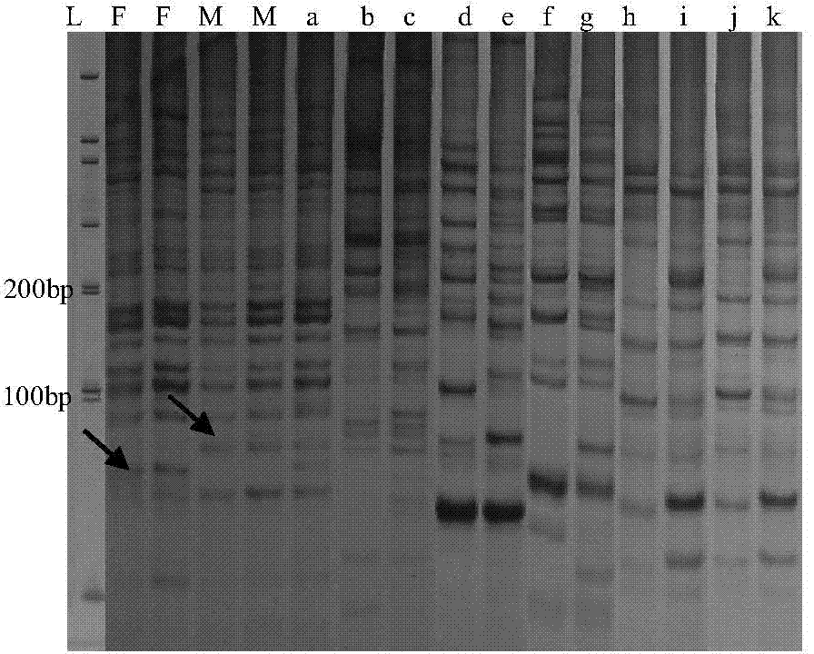 Identification method for genetic purity of hybrid seedling of pear