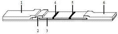 Novel isothermal loop-mediated enterocolitis yersinia nucleic acid label detection reagent