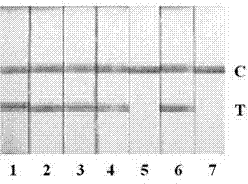 Novel isothermal loop-mediated enterocolitis yersinia nucleic acid label detection reagent