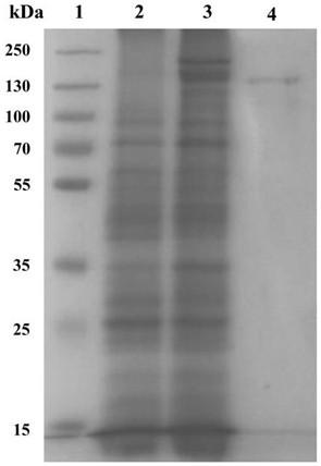 A kind of alkaline salt-tolerant pullulanase pula and its gene and application