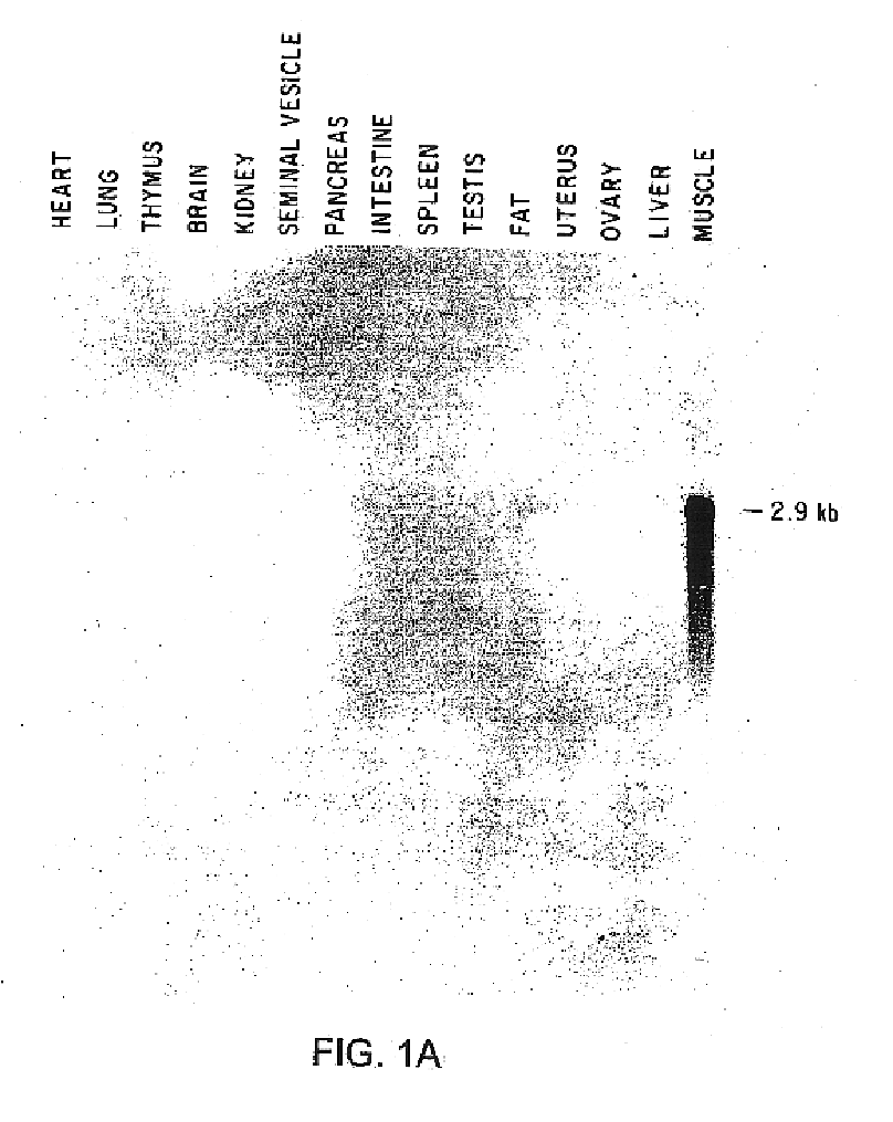 Growth differentiation factor-8