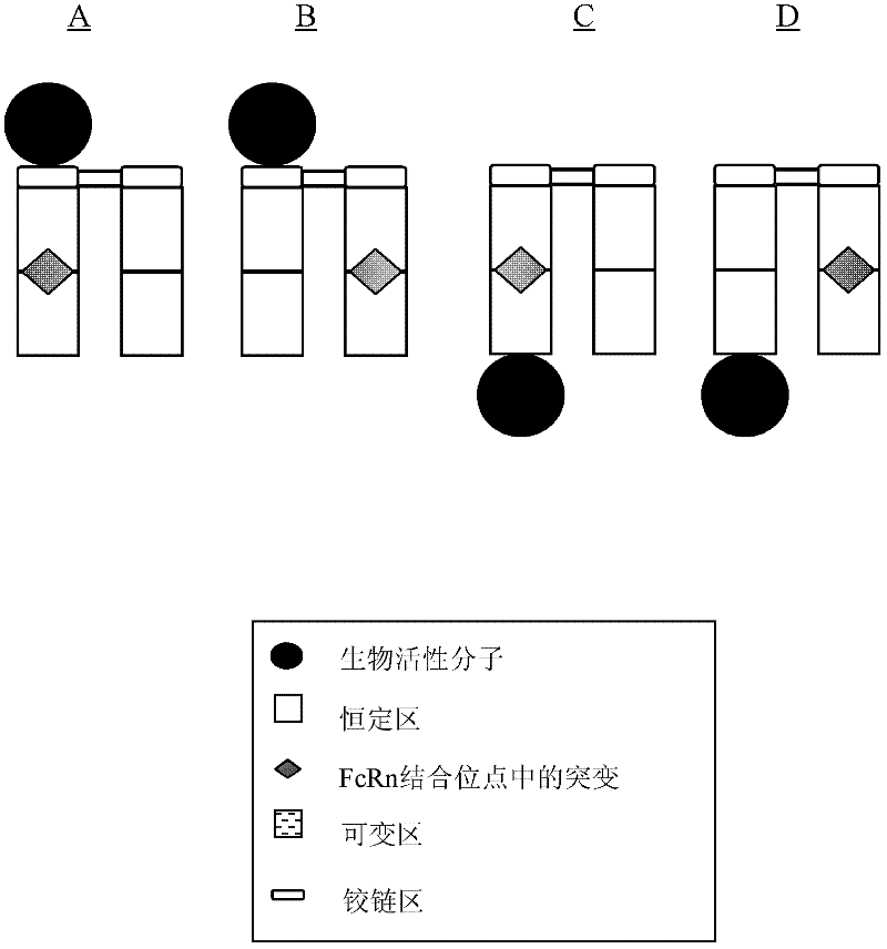 Antibody fusion proteins with modified fcrn binding sites