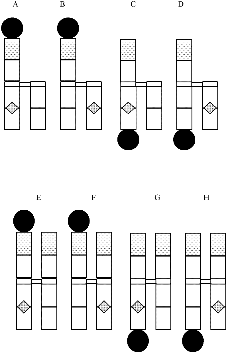 Antibody fusion proteins with modified fcrn binding sites