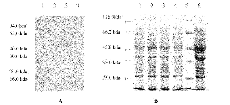 Expression method of lactococcus lactis of porcine streptococcus phage catenase