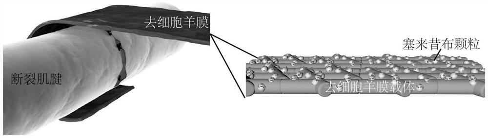 Preparation method and anti-adhesion film for preventing and treating sarcolemma adhesion