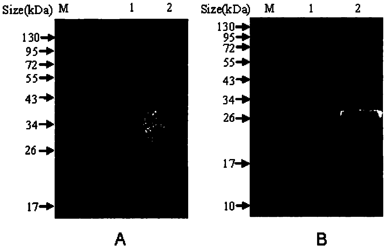 ELISA kit for detecting Salmonella pullorum antibody