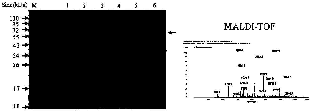 ELISA kit for detecting Salmonella pullorum antibody