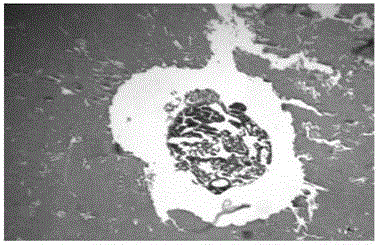 Method for producing early gonad paraffin section of Chinese soft shell turtle