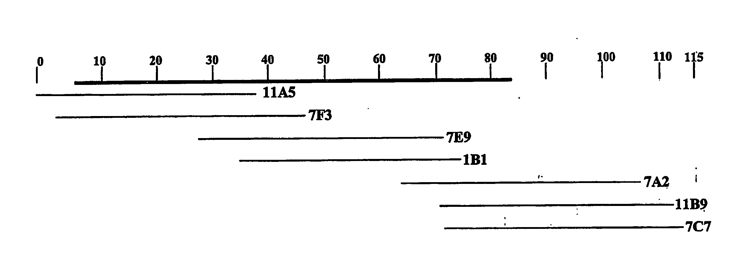 Genes and Proteins For the Biosynthesis of the Glycopeptide Antibiotic A40926